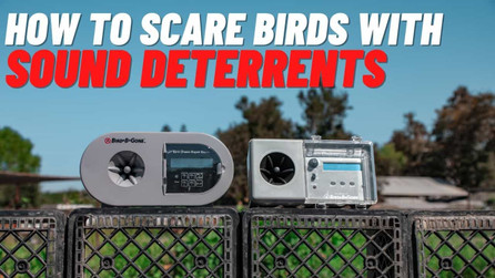 How Sound Bird Deterrents Work To Scare Birds Away