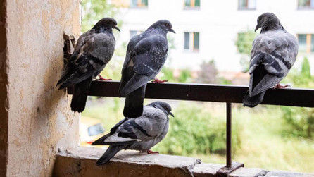 What Smell Do Birds Hate: Home Remedies vs Proven Repellent Smells 