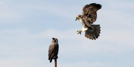 Which Decoy is Best? Hawk vs. Owl