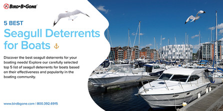 5 Best Seagull Deterrent for Boats