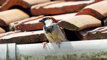 How to Get Rid of Nesting Birds on Your Home