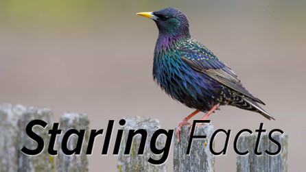 9 Facts About Starlings an Infographic