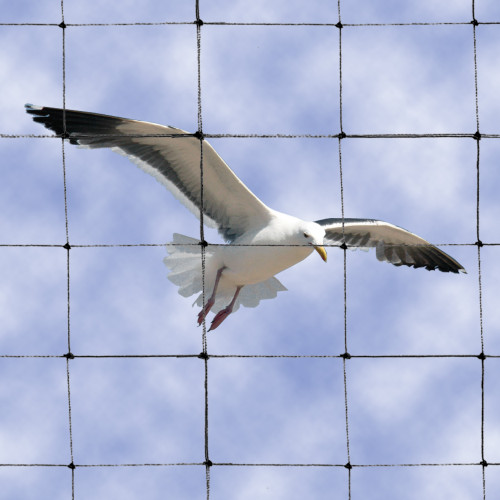 Bird net permanently excludes pigeons and seagulls