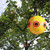 Scare birds away from fruit trees with Bird B Gone Scare Balloon