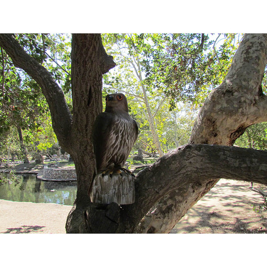 Red Tail Hawk Decoy To Scare Birds Away Bird B Gone