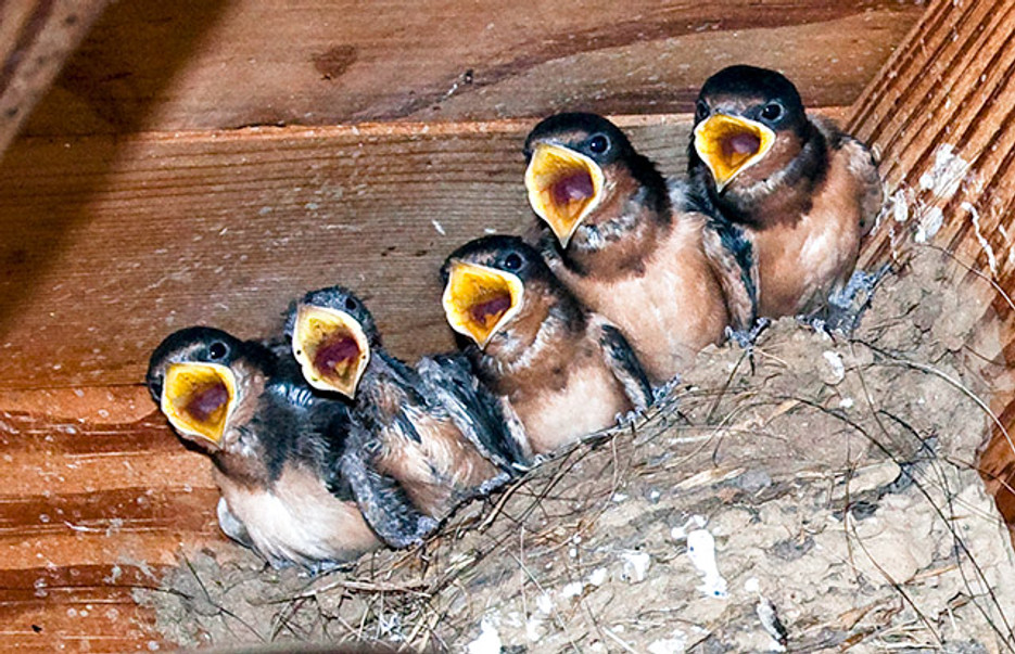 Why did these baby birds disappeaer?