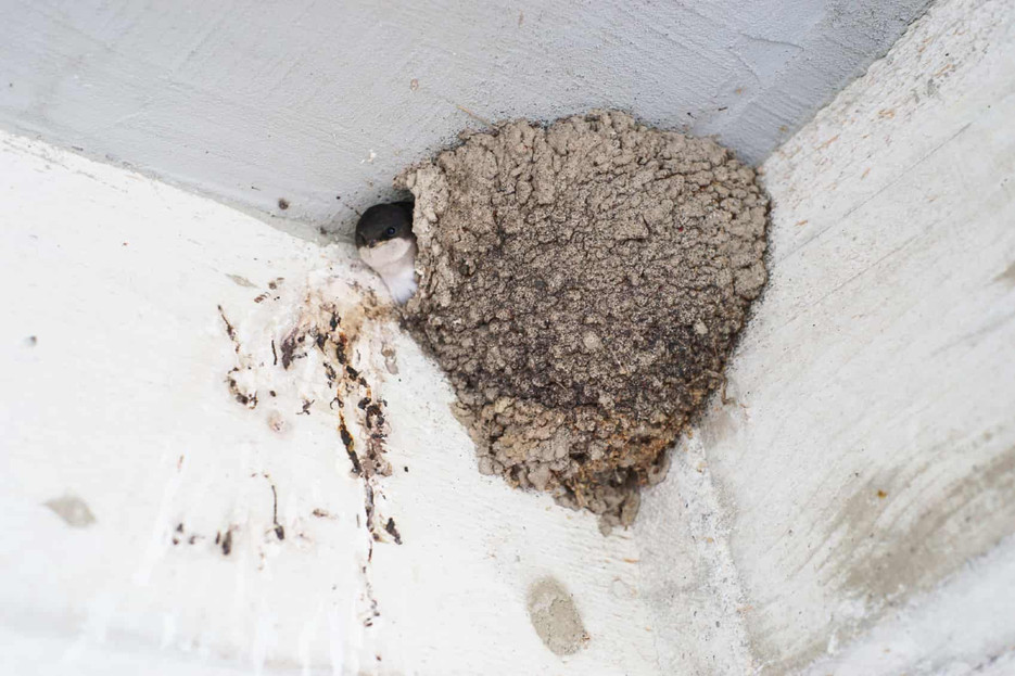 Swallows and Bats: Different Species, Similar Challenges