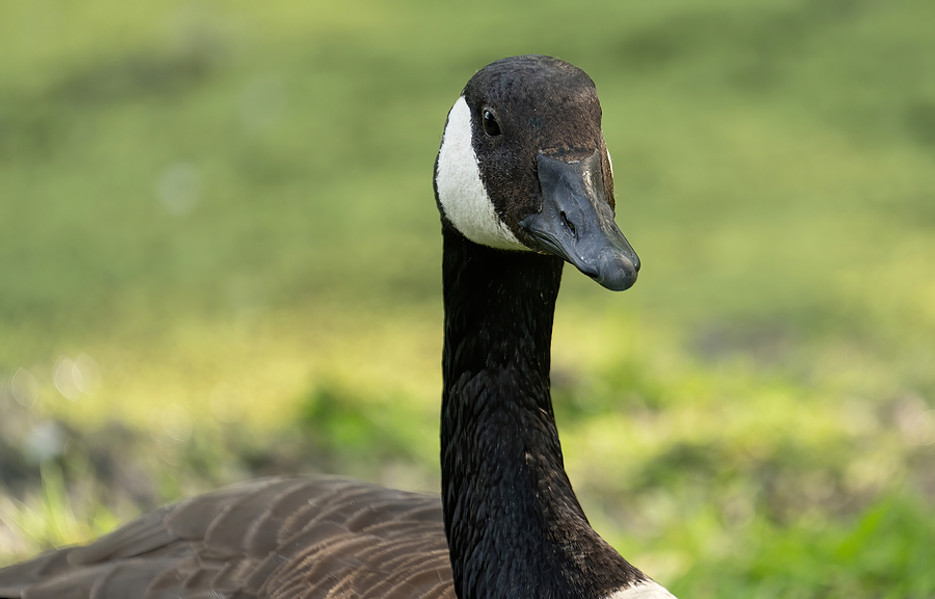 canada goose from canada