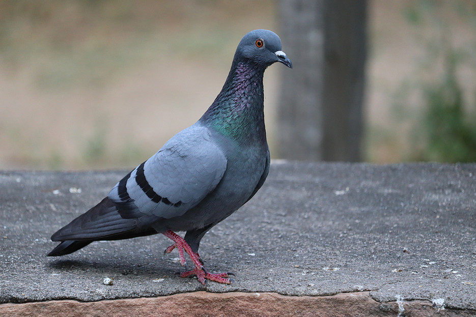 Bird Wire Glue-On Bases, Bird Control Equipment