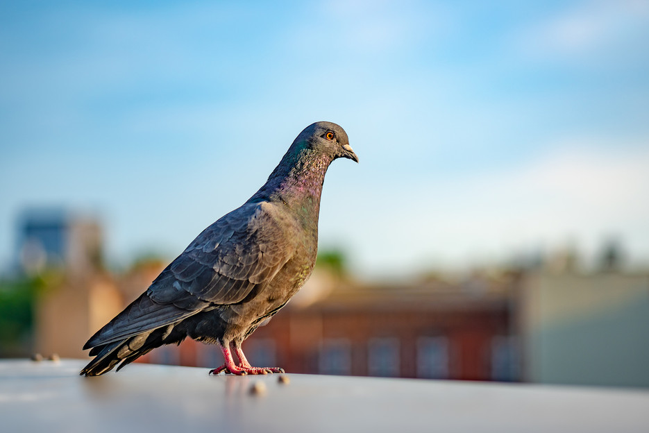 How To Get Rid Of Pigeons An In Depth Guide To Pigeon Control Bird B Gone Inc