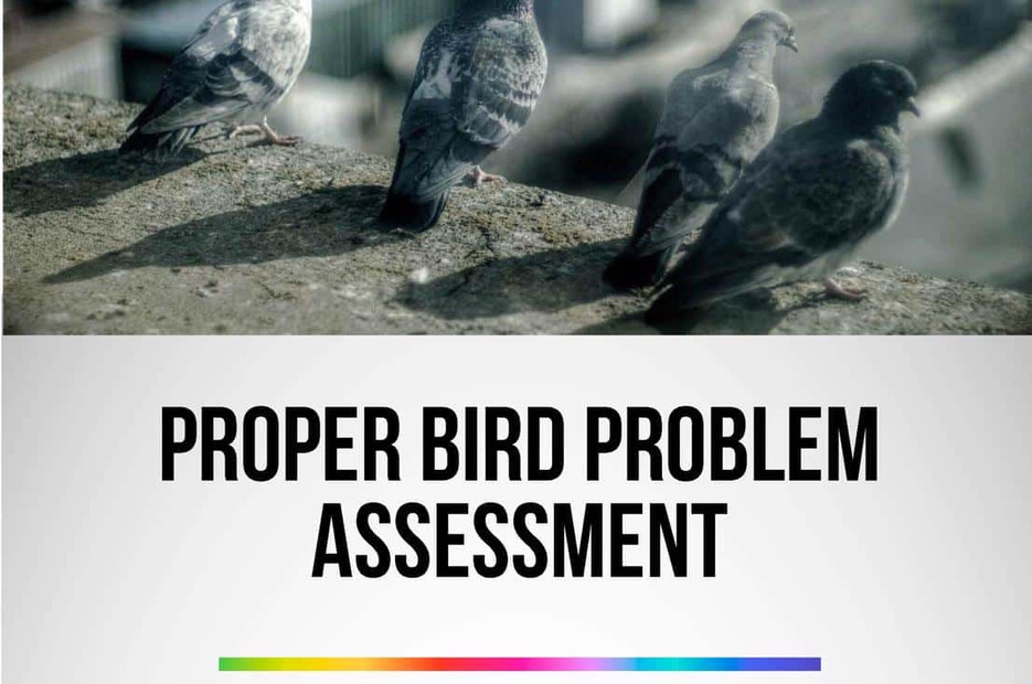 Bird Problem Assessment - 9 Steps: For Proper Bird Control Bird Problem Assessment - 9 Steps: For Proper Bird Control