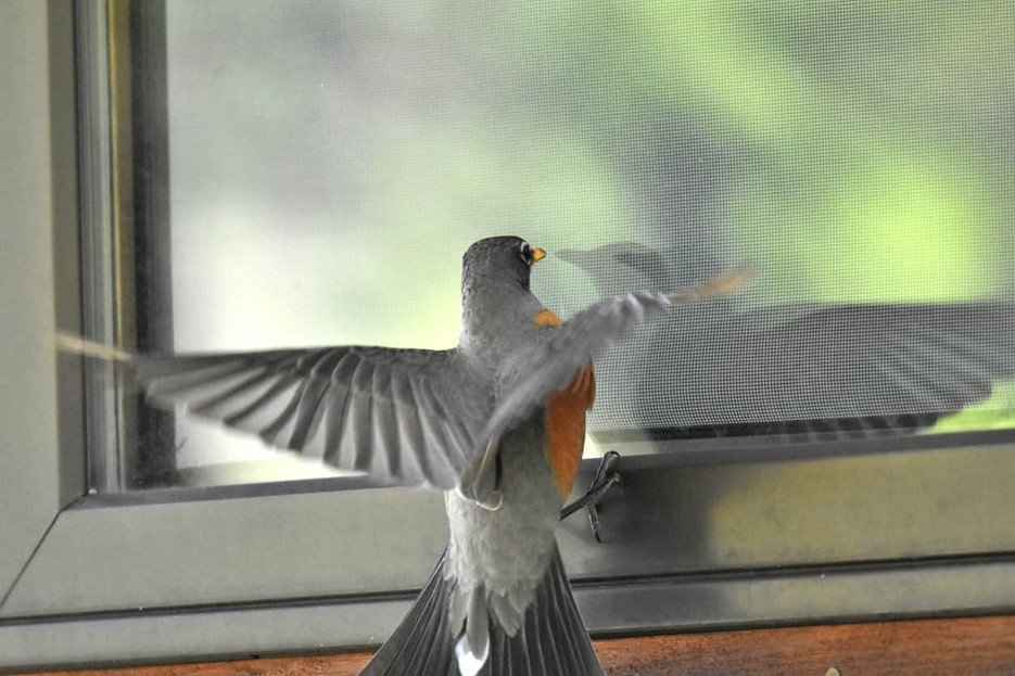 cardinal flying into window