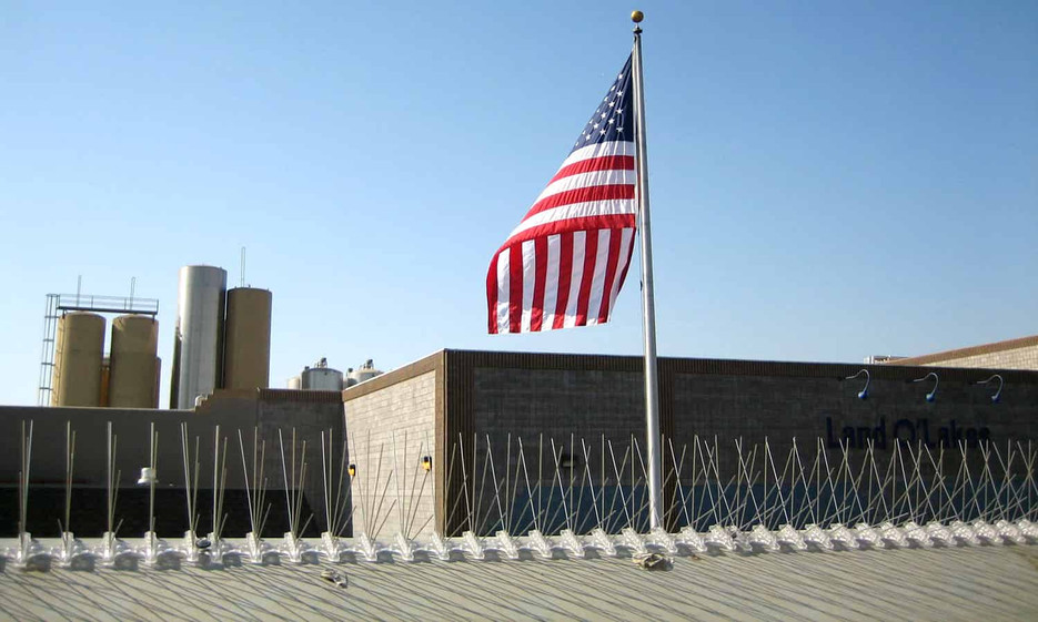 Why Bird Spike is Effective and Simple [Expert Explanation] 