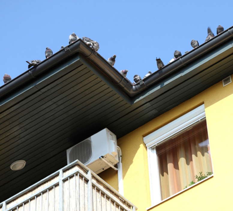 2 Cost Effective Bird Deterrent Devices 2 Cost Effective Bird Deterrent Devices