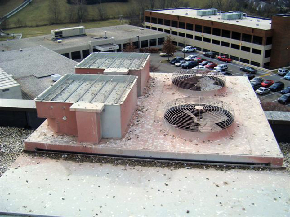 Bird Control as Standard RAM