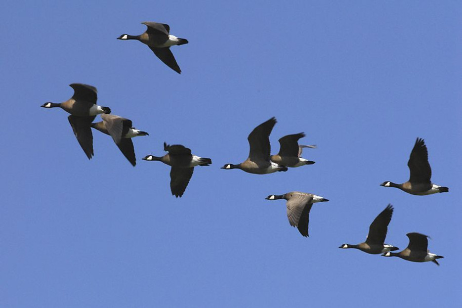 Bird Migration is beginning, are you ready