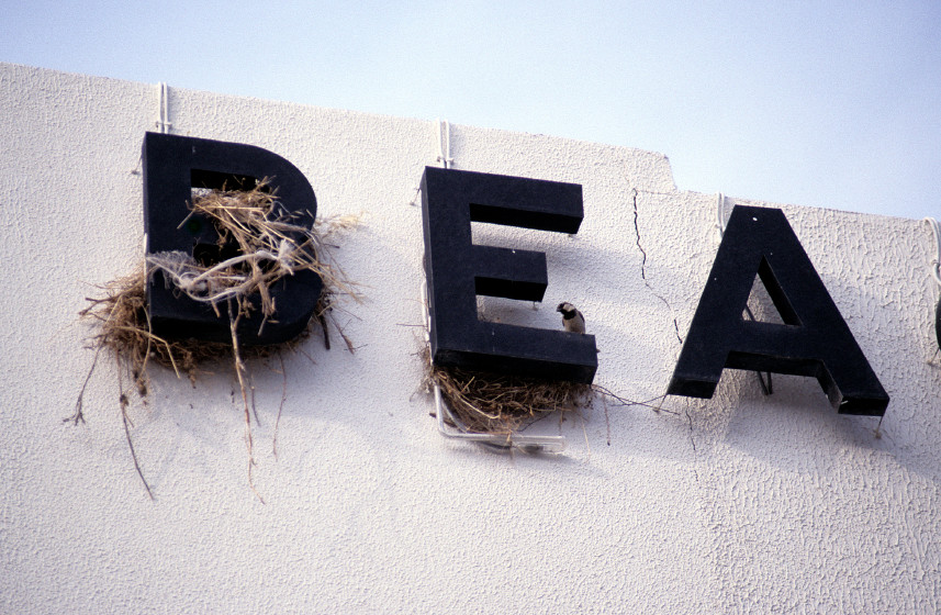 Birds nesting on your building? Things you need to know