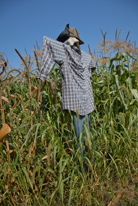 Choices in Bird Control Methods for Gardens