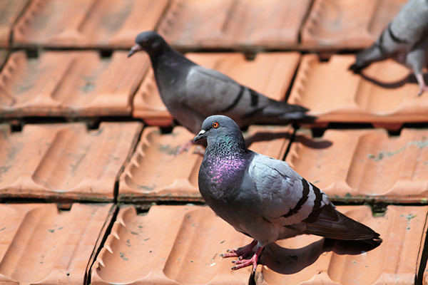 How to control pigeons on your home