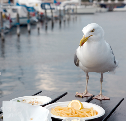 Deter Pest Birds Away and Enjoy Outdoor Dining