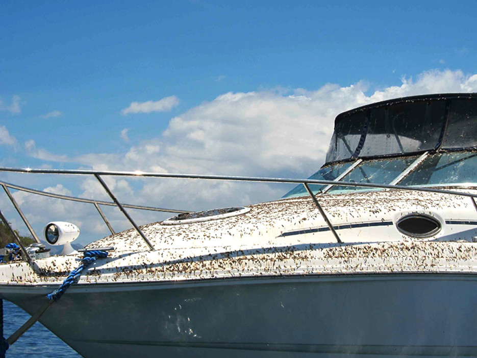 Effective Bird Control for Your Boat Rental Business