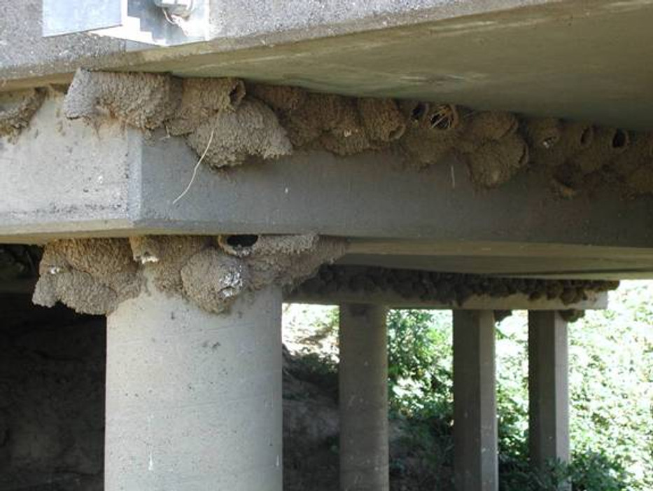 Effective Bird Control Methods to Exclude Swallows from Nesting on Highway Structures
