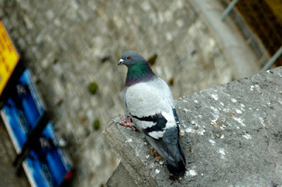 Pigeon Control Products Ideal for Buildings Bird B Gone LLC
