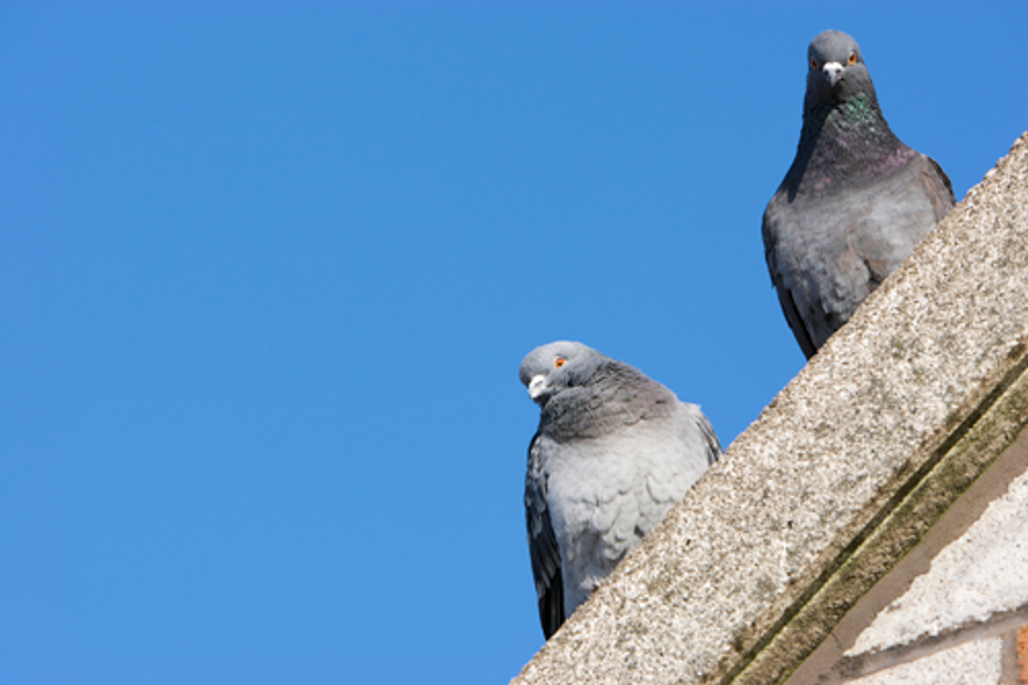 Get rid of pigeons with pigeon deterrents - Bird B Gone, Inc.