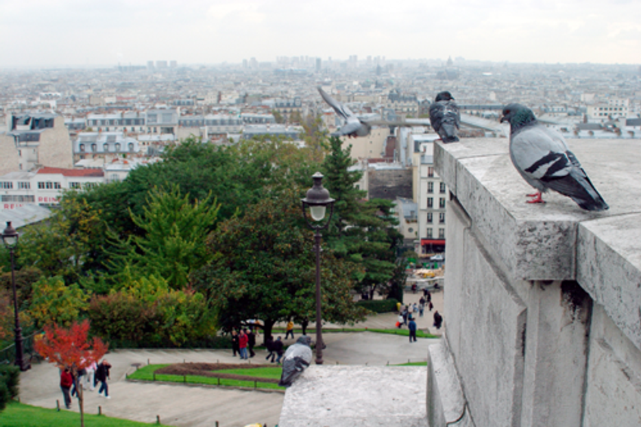 Getting Rid of Pest Birds: Top 3 Bird Control Solutions