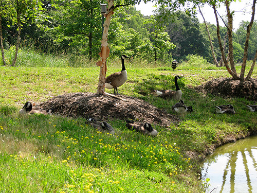 Goose Control in the Backyard