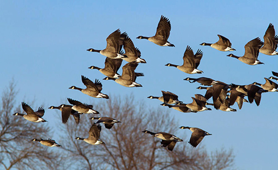 canadian geese v formation