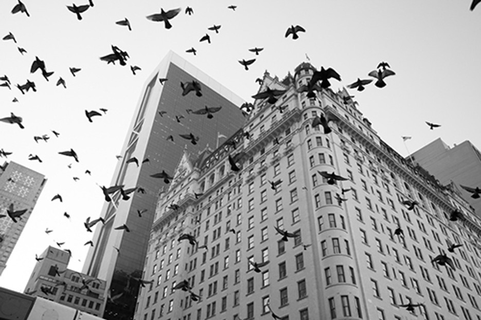 How to Keep Birds Away from Hotels and Motels