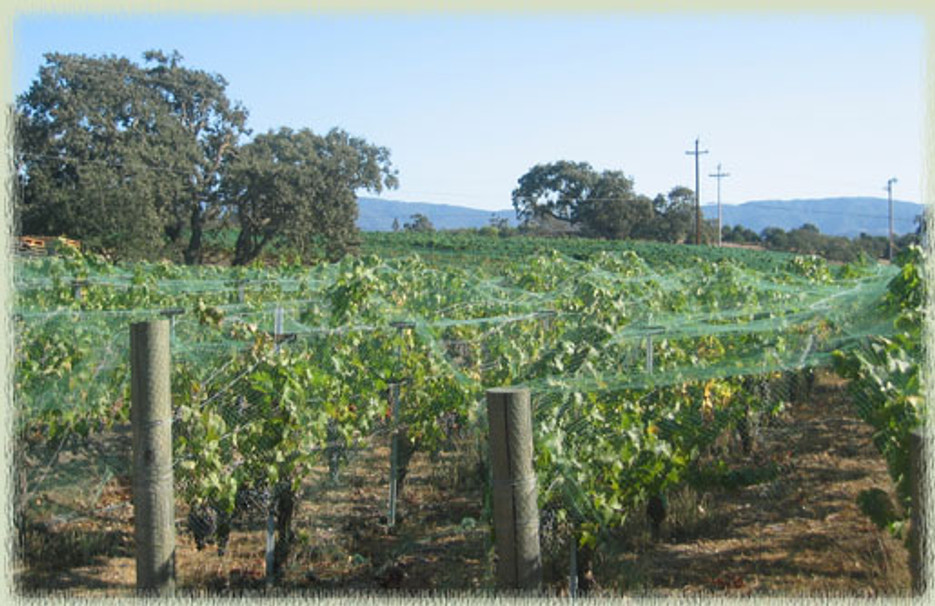 How to Keep Birds Away from Your Harvest with Crop-Netting How to Keep Birds Away from Your Harvest with Crop-Netting