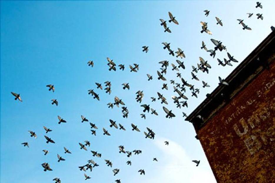 Invest in Bird Control