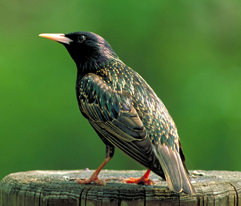 Is Your Backyard Ready for Summer with Bird Control Devices?