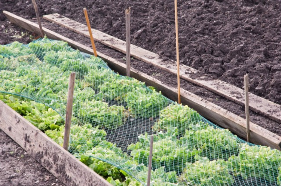 Garden Bird Netting, Garden Mesh