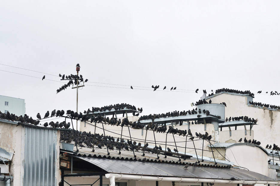 Keep Starlings from destroying your buildings and business