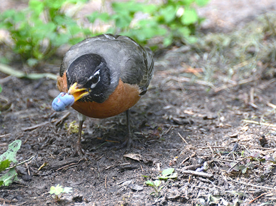 Know your pest bird...know how to get rid of it Know your pest bird...know how to get rid of it