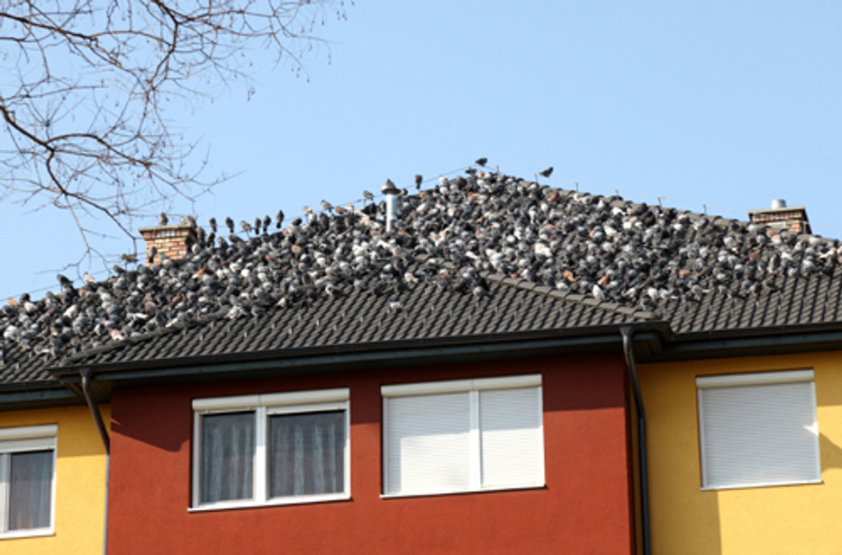 Need Bird Control Products? We have the Installers Need Bird Control Products? We have the Installers