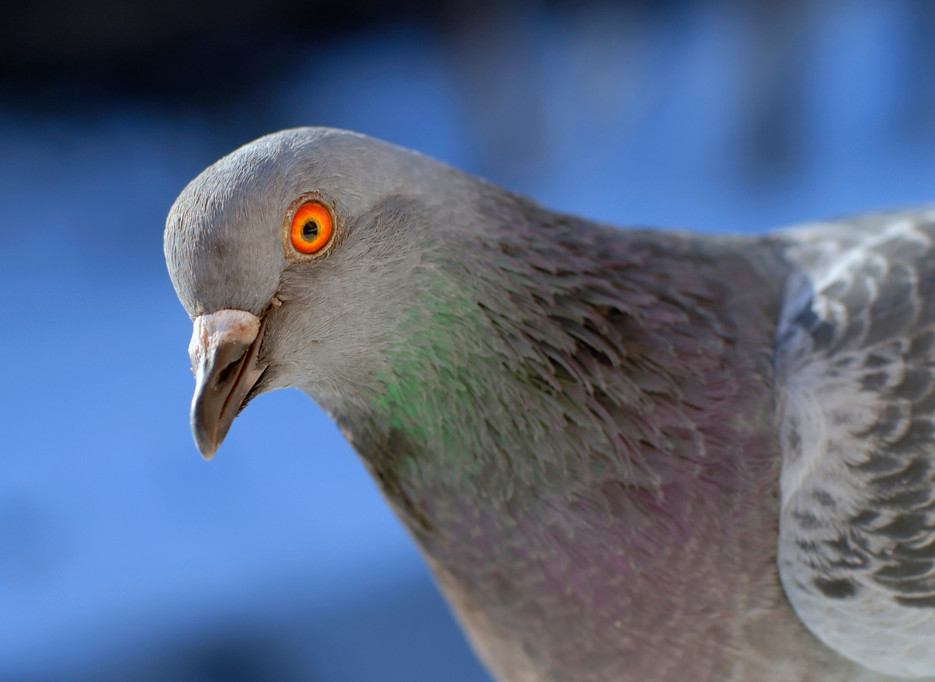 pigeon repellent devices