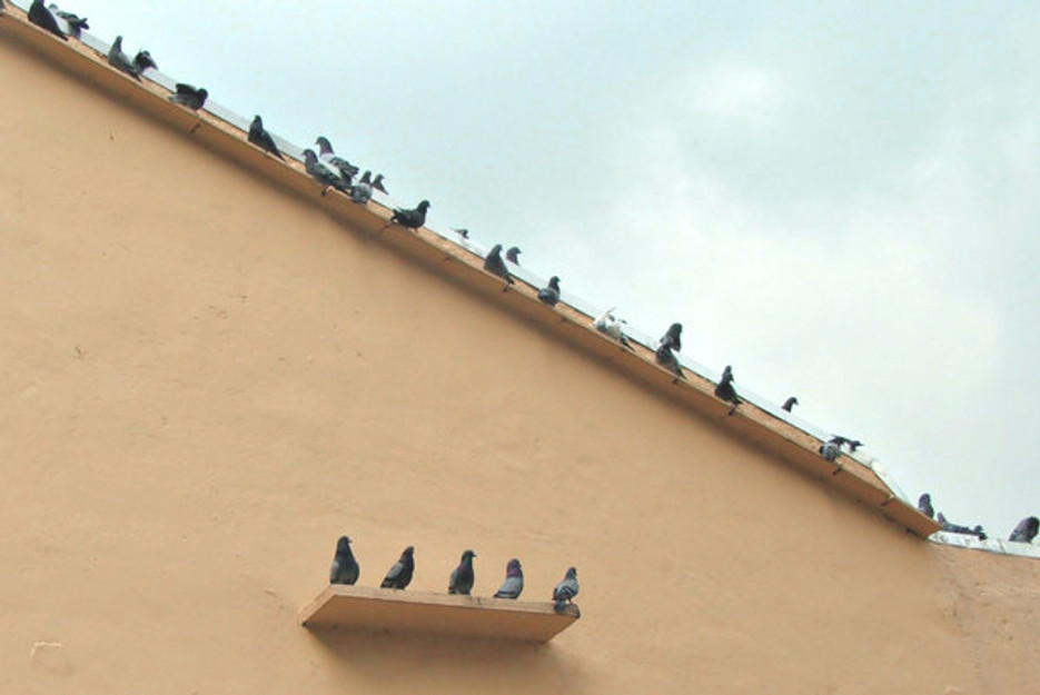 Preventative Bird Control Tips for New Buildings & Structures