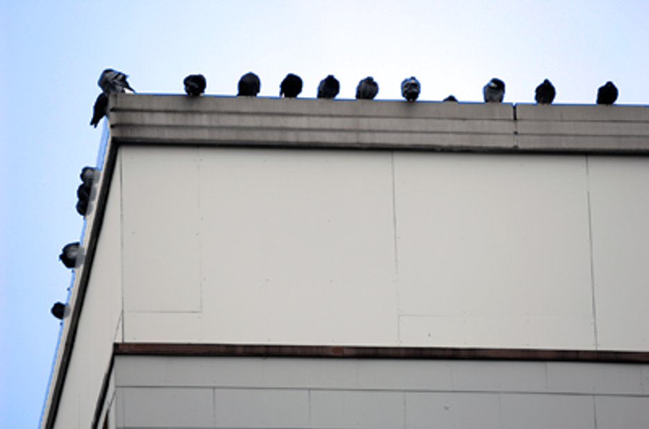 Preventative Maintenance: Check for Birds Preventative Maintenance: Check for Birds