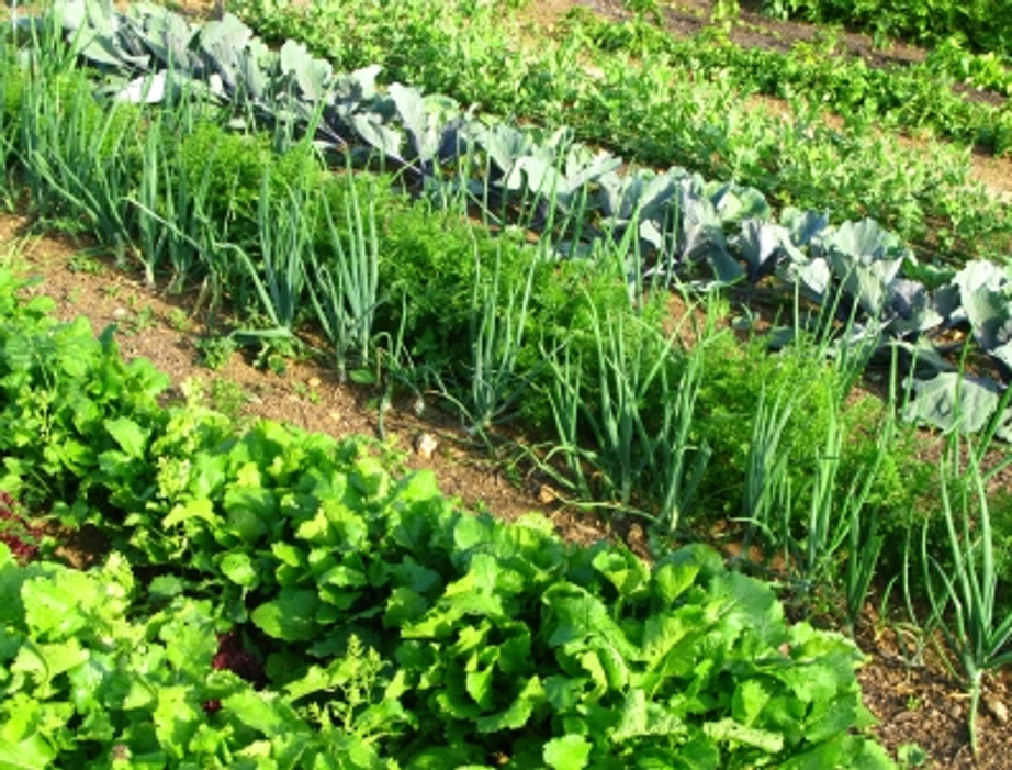 Protect Your Spring Garden with Bird Netting Protect Your Spring Garden with Bird Netting