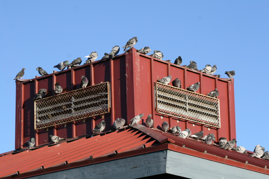 So Your Building Has Birds - A step by step guide to bird exclusion for commercial buildings.