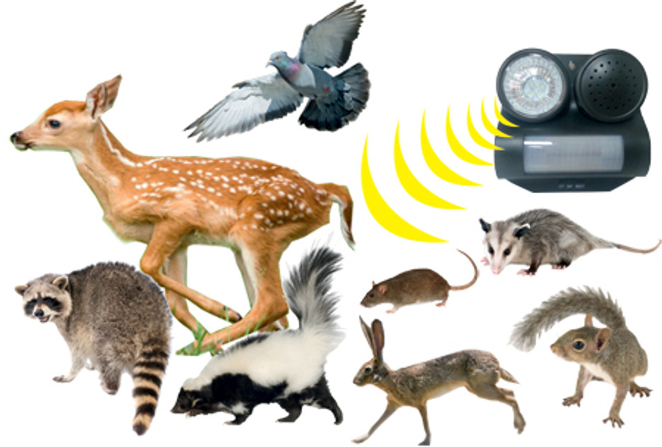 Sonic Deterrents Get rid of more than just Birds Sonic Deterrents Get rid of more than just Birds