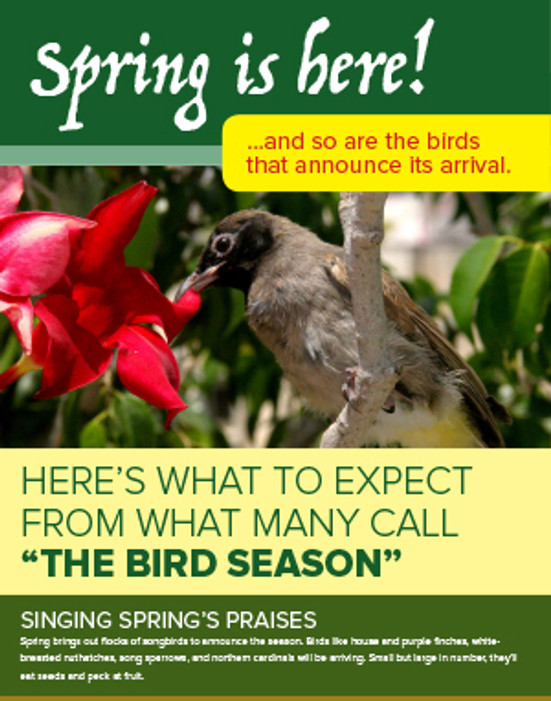 Spring Birds are Here. Infographic