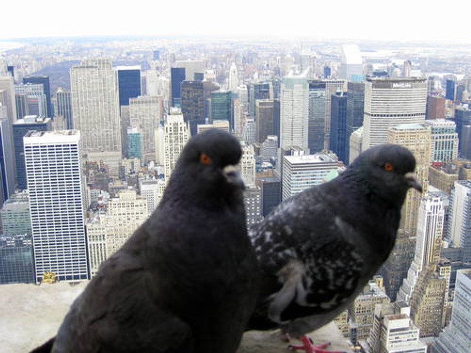 Tall Buildings Need Bird Control Tall Buildings Need Bird Control