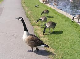 The Bird Repellent Geese Would Tell You to Use if They Could Talk