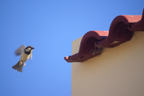 Too Many House Sparrows Around Your Restaurant? Time for Bird Netting!