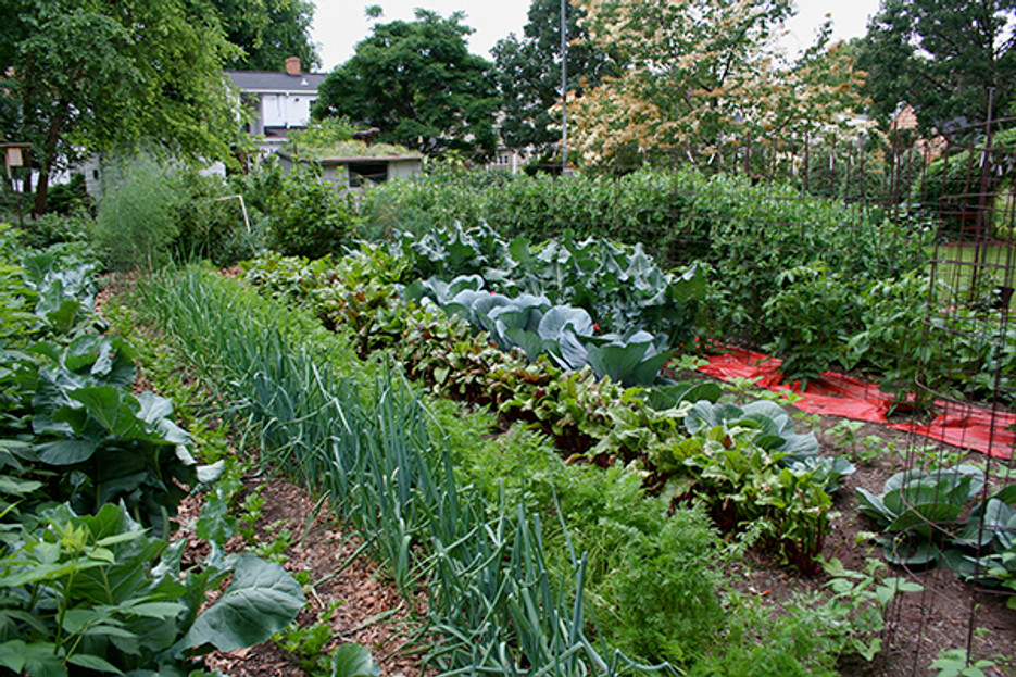 Using Bird Netting for Gardens to Deter Spring Birds - Bird B Gone LLC